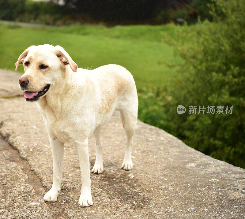 达特穆尔的拉布拉多寻回犬