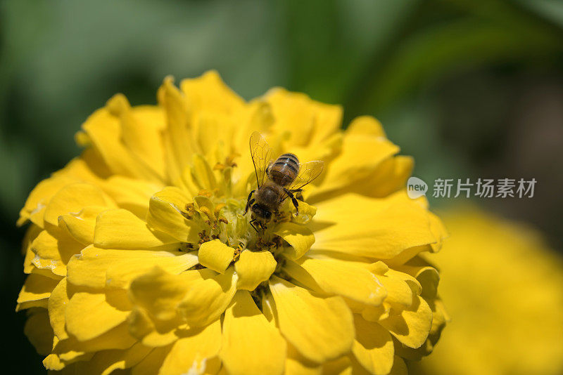 百日菊上的蜜蜂