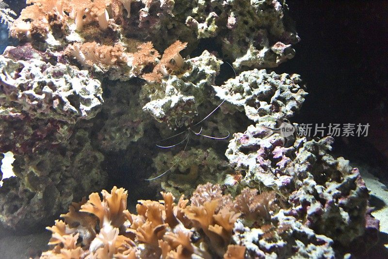 海洋中珊瑚的特写镜头