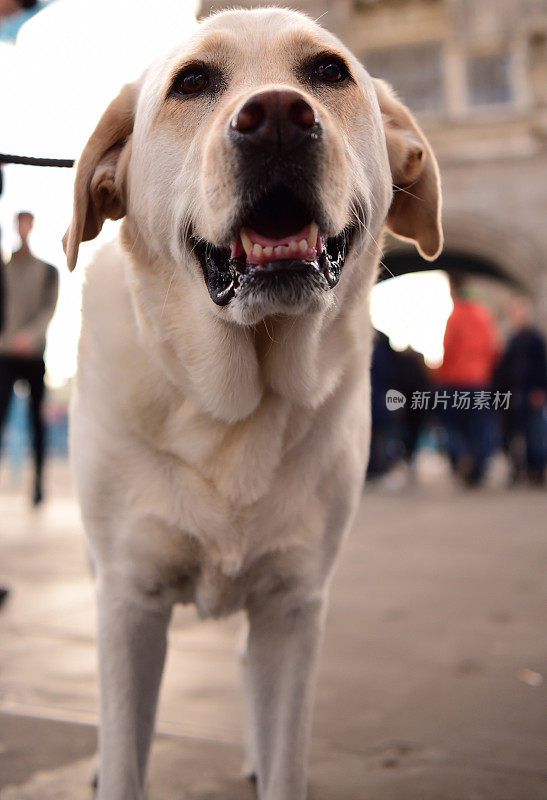 塔桥上的拉布拉多寻回犬