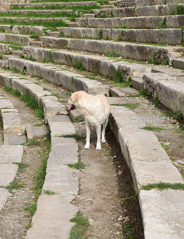 西西里的拉布拉多寻回犬