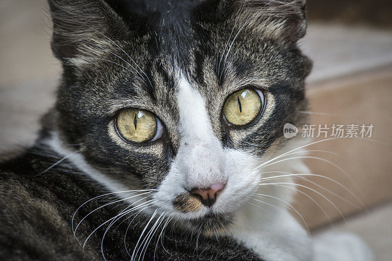 黄眼睛的玳瑁猫看着相机