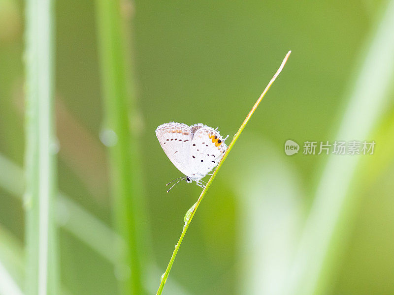 蝴蝶小灰蝶科特写