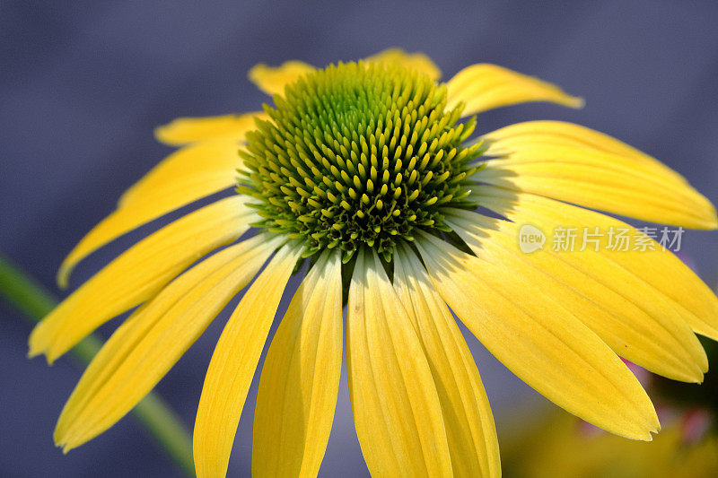 黄阳光紫锥菊