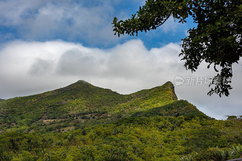 毛里求斯岛上郁郁葱葱的树叶和山景。