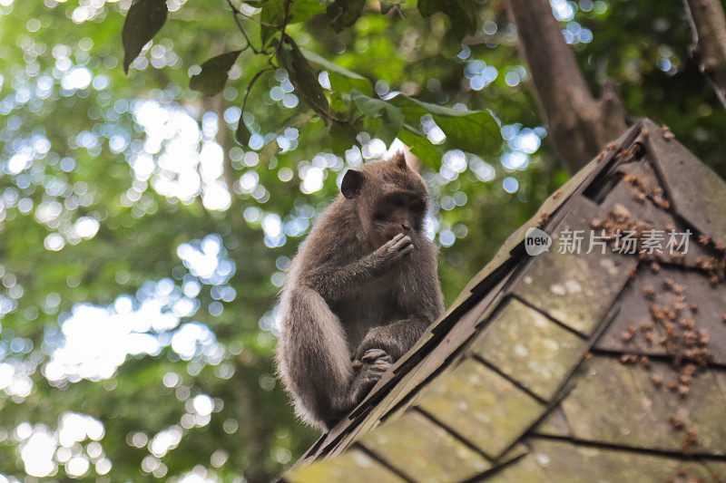 猴子坐在屋顶上吃东西