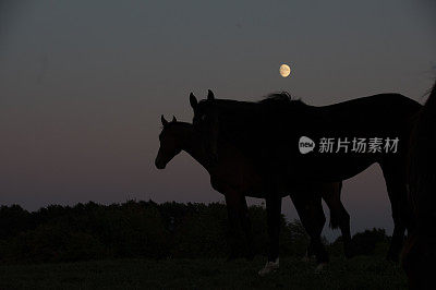 月亮与马