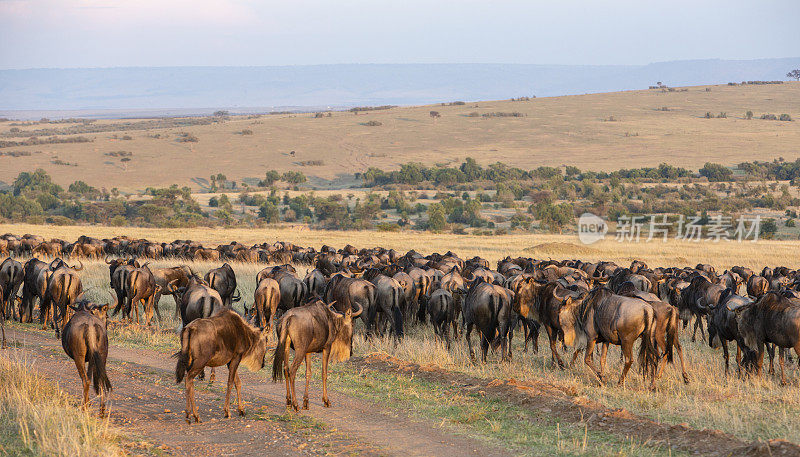 肯尼亚马赛马拉，在迁移前的美丽晨曦中的角马