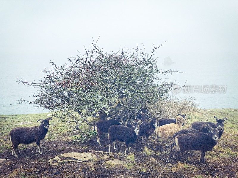 一群英国Soay绵羊