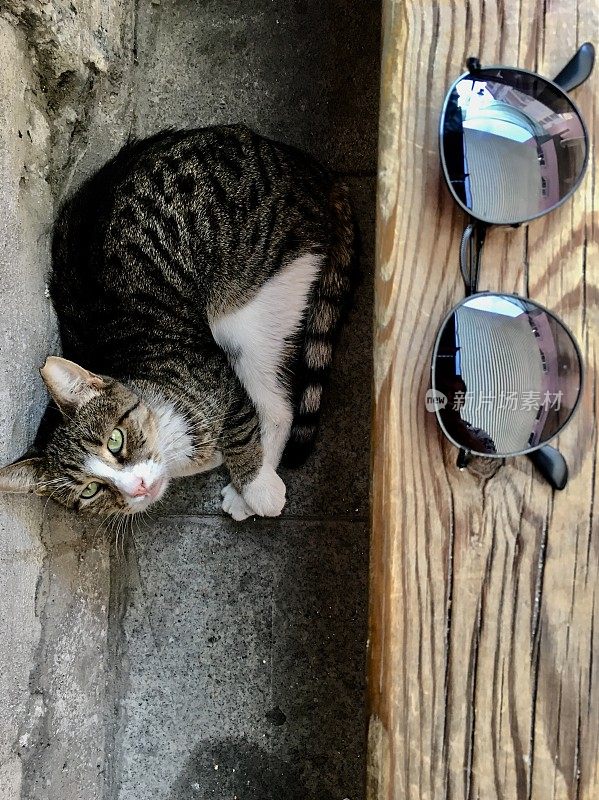 流浪猫和太阳镜