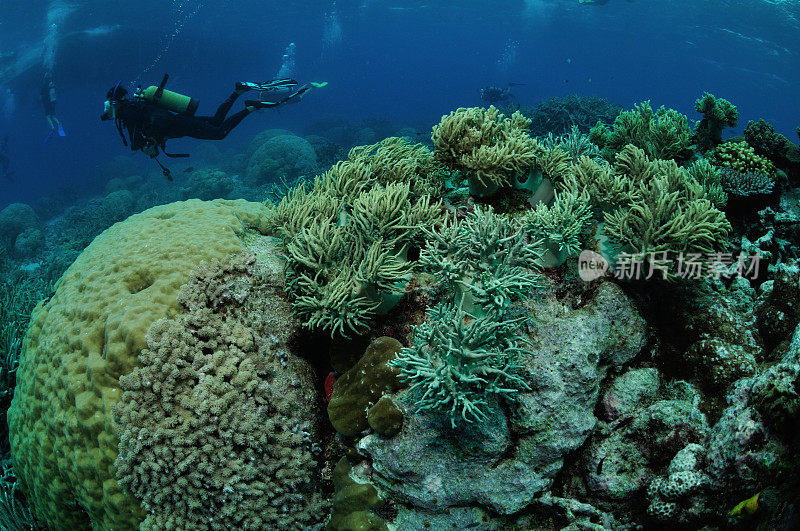澳大利亚，道格拉斯港，大堡礁，阿金库尔礁，潜水员探索珊瑚花园
