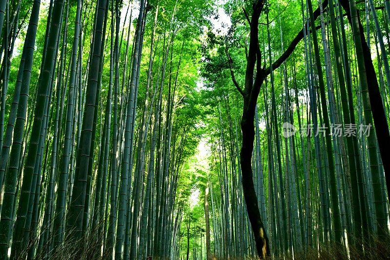 京都佐野的竹林