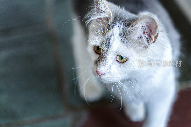 毛茸茸的灰色和白色小猫跟踪看不见的灰尘颗粒