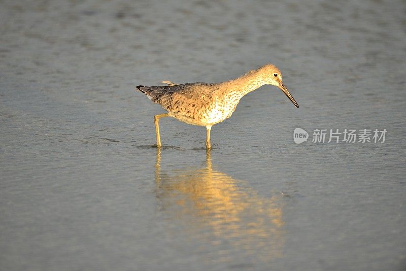 东部的白鹤