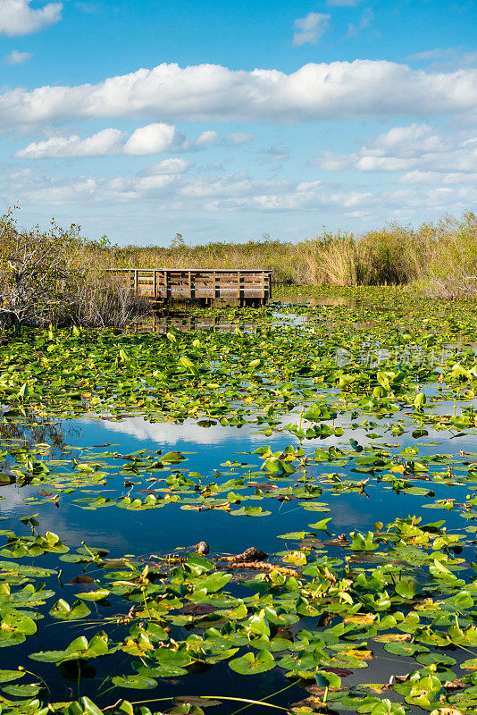美国佛罗里达湿地国家公园
