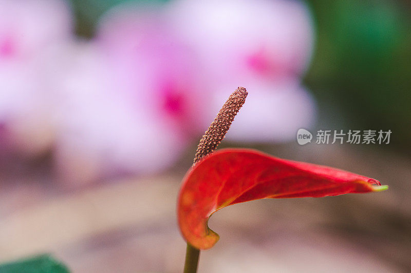 在美丽的自然光下，一朵兰花在绿色茎上绽开的粉红色小花