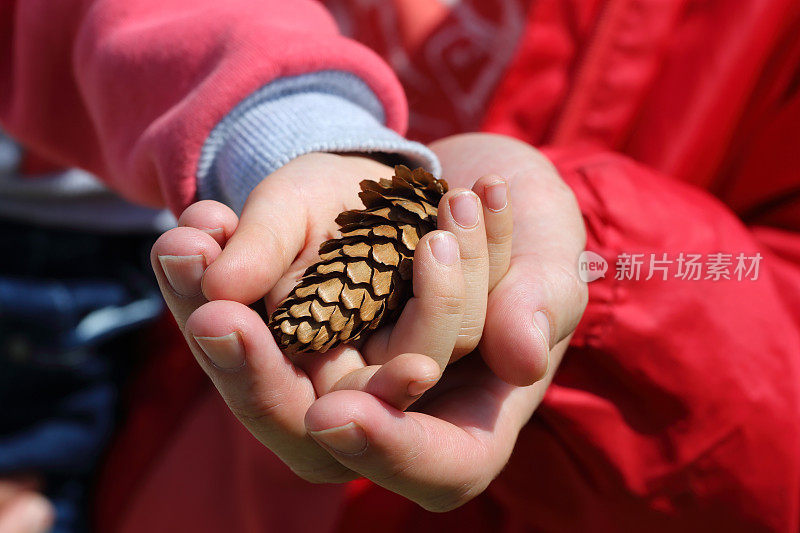 父亲的手和女儿都是五岁的杉树圆锥形。