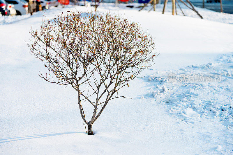 雪地里的一棵树