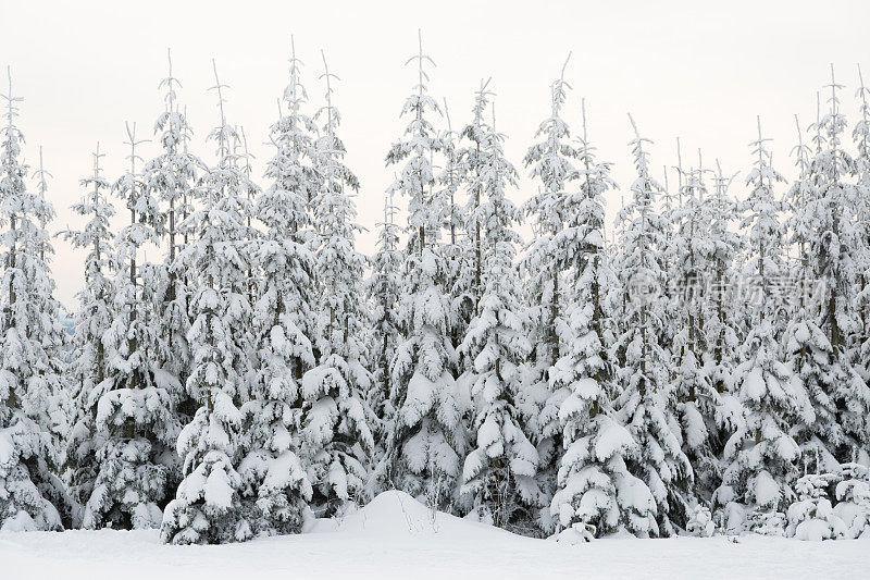 德国温特堡附近的雪树