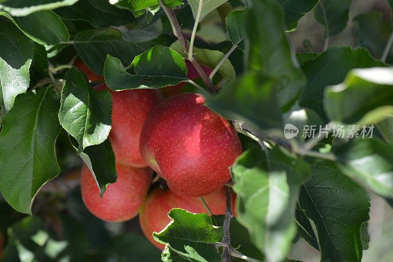 苹果在树枝上。