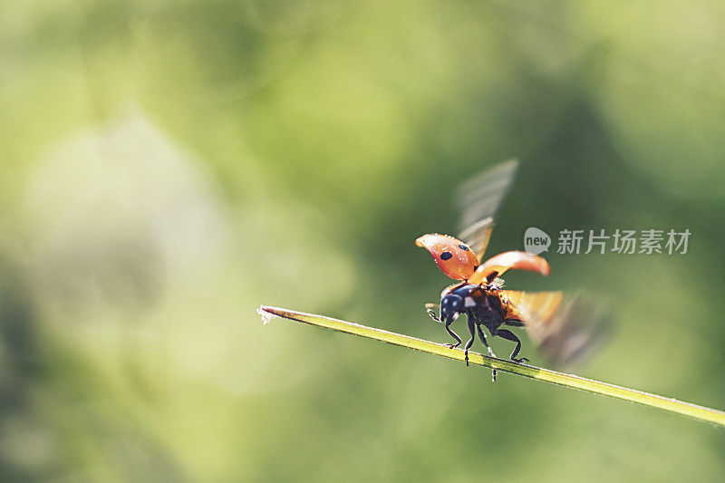 在夏季草地上的绿色背景上飞行的瓢虫