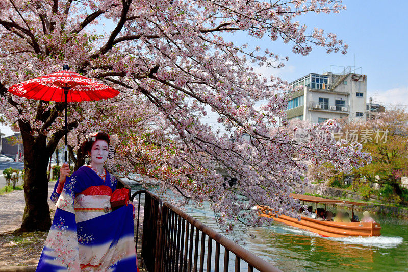 穿着美子服饰的日本妇女在京都运河边欣赏樱花