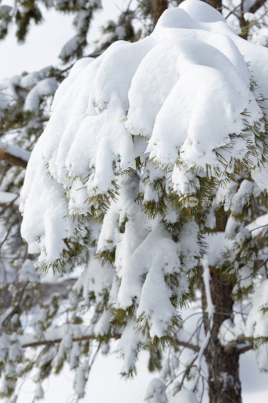 松树枝上的新雪