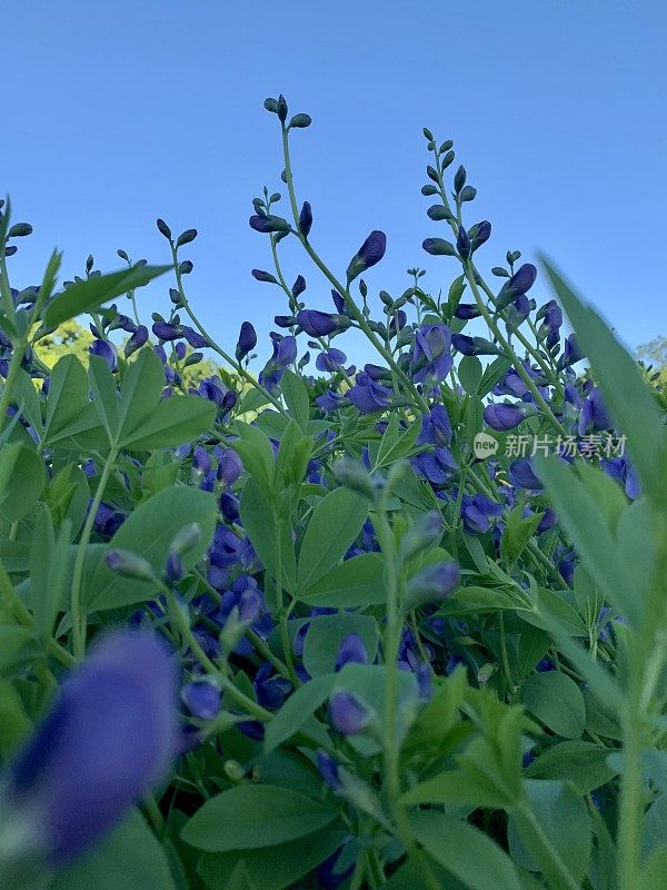 栀子花在花园里假靛蓝