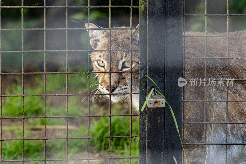 猞猁和山猫