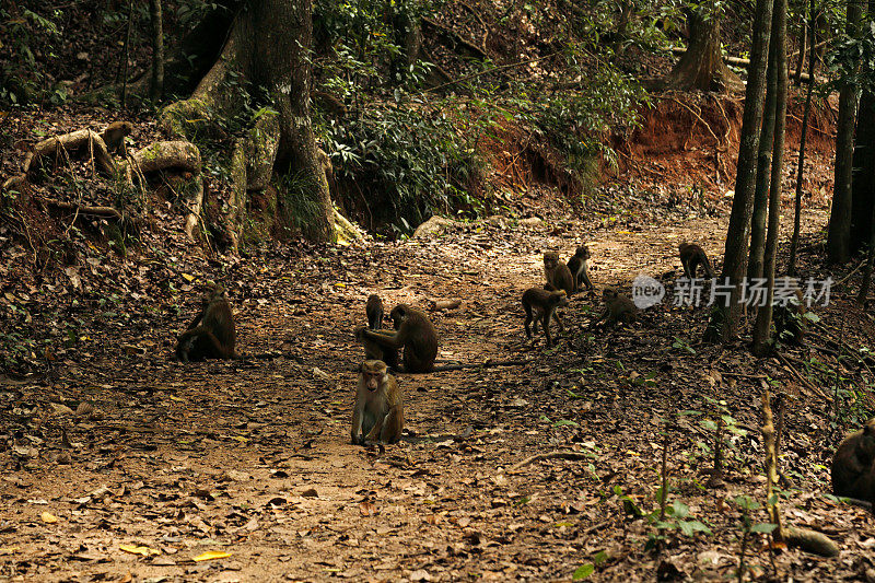 一群猴子占据了徒步路线
