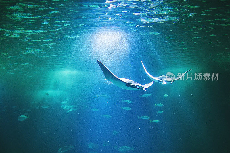 里斯本水族馆里的鱼