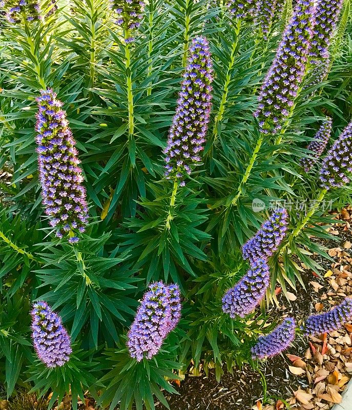 紫花植物的高角度观察