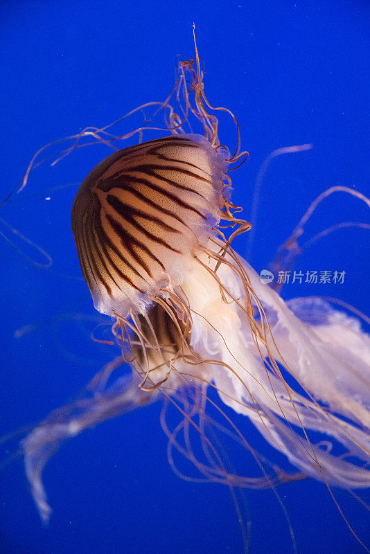 日本海上荨麻