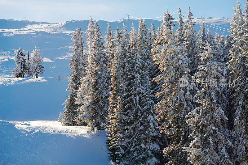 雪山森林