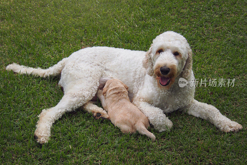 澳大利亚拉布拉多犬正在喂养新生幼犬