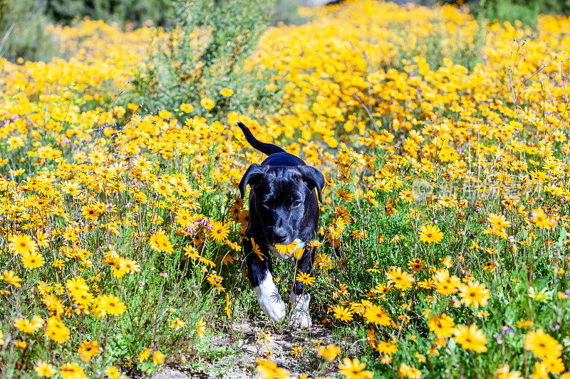 可爱的黑白混血小狗在野外的野花