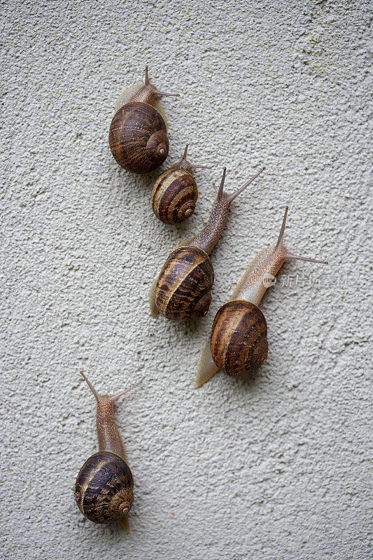 灰泥墙上的五个蜗牛