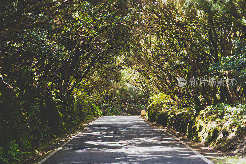 公路穿过天然森林隧道