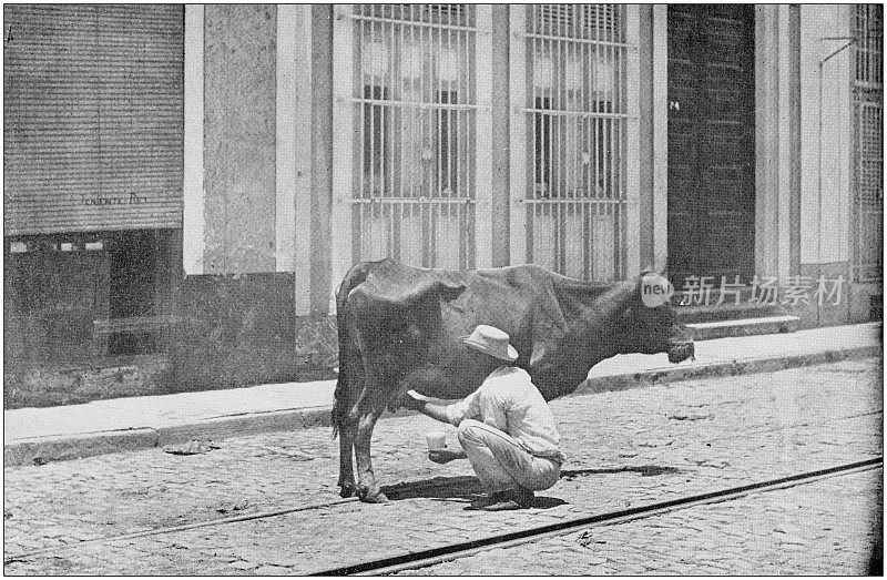 美国陆军黑白照片:古巴哈瓦那，奶牛