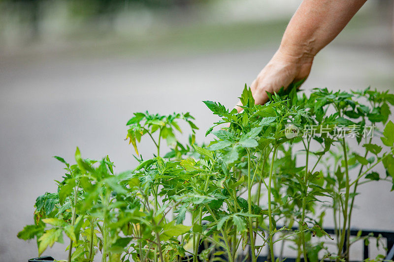 小番茄植物在一个板条箱