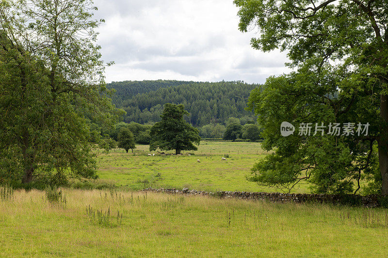 英格兰北约克郡荒原上，羊群在吃草。
