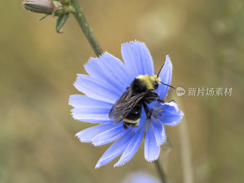 西俄勒冈州菊苣蓝花上的大黄蜂