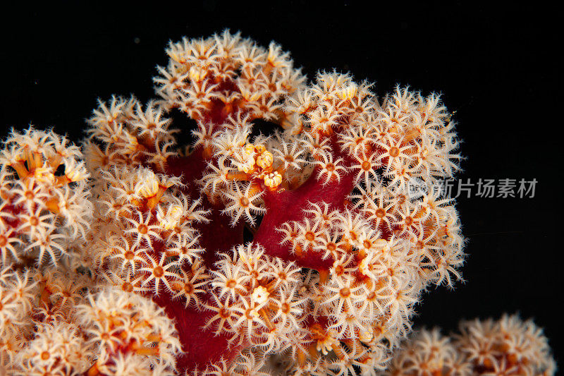 热带水族馆，热带水域海葵大近距离触须