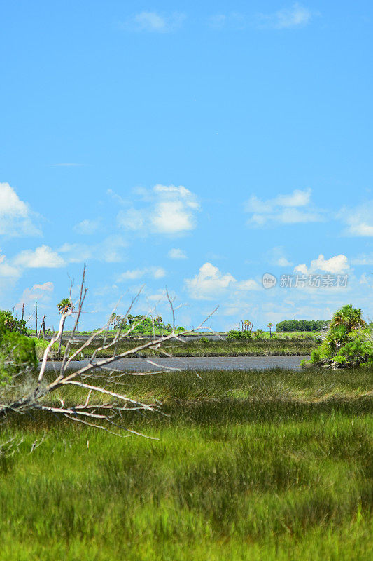 绿色的色调在海岸沼泽与下降的障碍，海和天空的背景