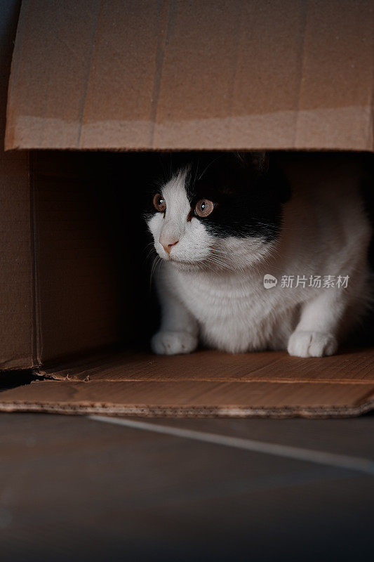 在夜晚，虎斑猫从纸板箱里探出头来，好奇地四处张望