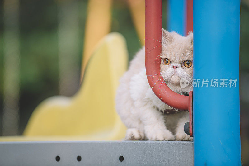 一只家养的波斯猫把头伸到儿童操场上，一脸的不爽