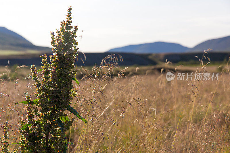 在冰岛的一块地里种植