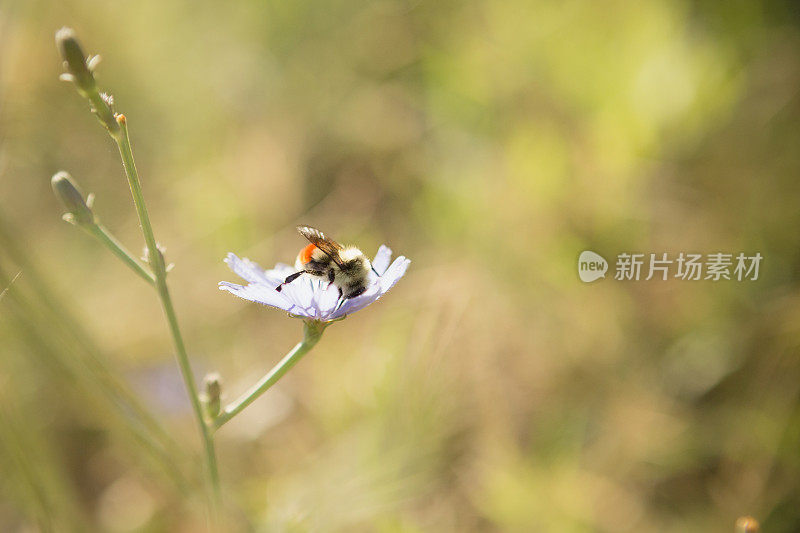 大黄蜂在菊苣花上