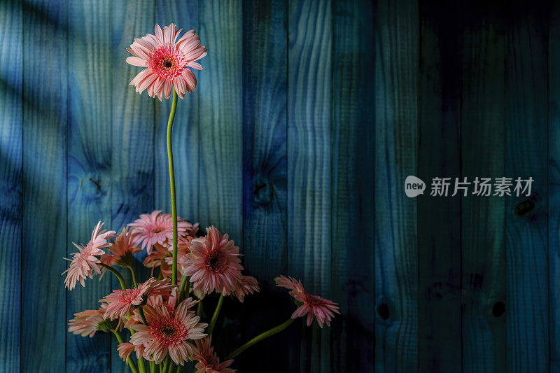 一束彩色的粉色非洲菊花在绿松石，绿色和蓝色的木制面板抽象背景下，与一朵花站得更高，从人群中脱颖而出。