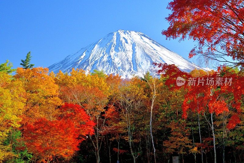 富士山和秋叶色，拍摄于富士五湖地区和富士宫市